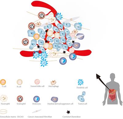 Frontiers | Cancer Stem Cells and the Tumor Microenvironment in 